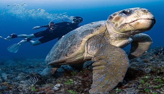 Dive Into Jupiter’s Underwater Wonders: The Ultimate Scuba Experience