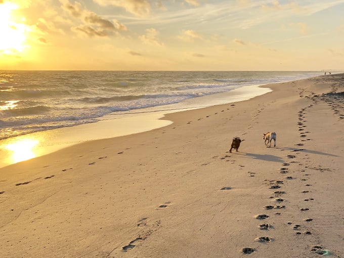 Jupiter Dog Beach Named #1 in the U.S. — Here’s Why It Matters for Lifestyle and Real Estate